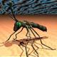 Insect
