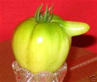 Sterlo tomato