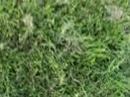 Psp Golf