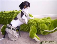 Woof Woof Croc Hunter