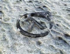 Half-Life