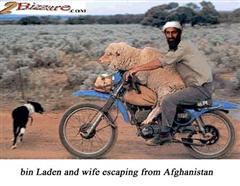 Bin Laden