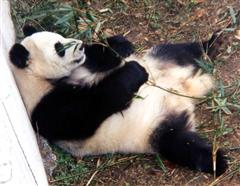 panda