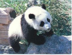 panda
