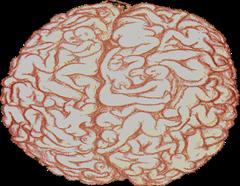 brainy